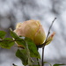 The rose still blooms by speedwell