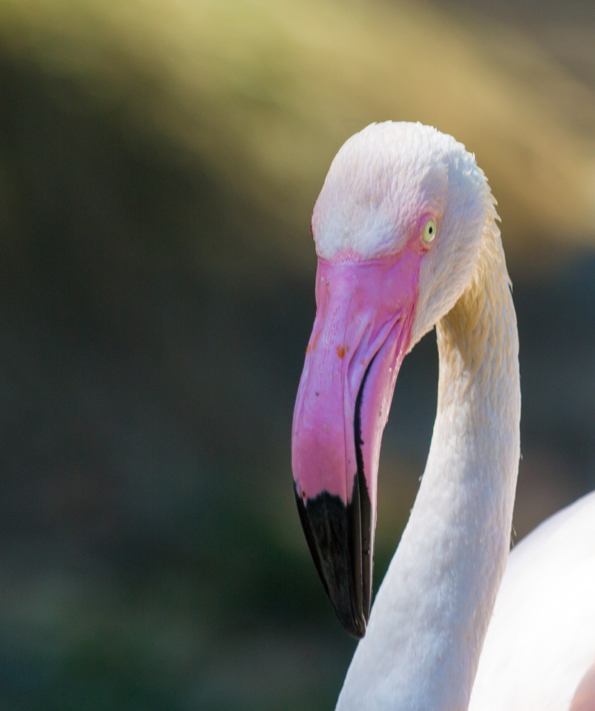 Greater Flamingo by creative_shots