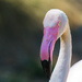 Greater Flamingo by creative_shots