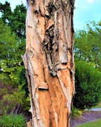 27th Jan 2020 - Another Beautiful Paper Bark Tree Trunk ~     