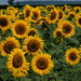 Sunflower field by maureenpp