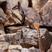 Rock wallaby by yorkshirekiwi