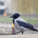 Hooded crow by jacqbb