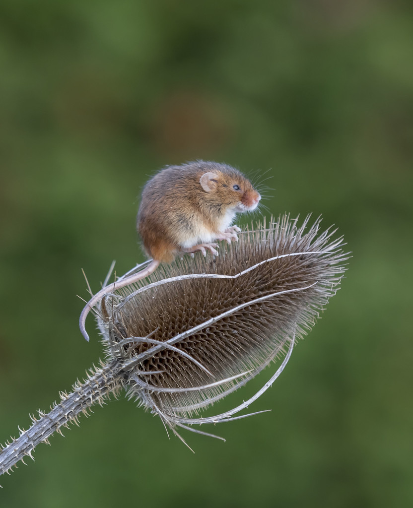 harvest mouse  by shepherdmanswife