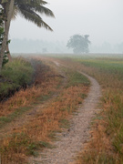 27th Jan 2020 - Rice Paddy Track