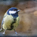 Great Tit by pamknowler