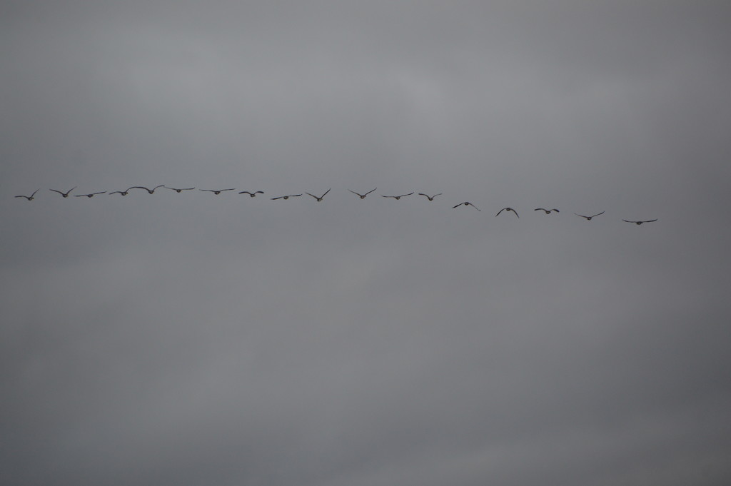Geese Flying in the fog. by bigdad