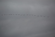 27th Jan 2020 - Geese Flying in the fog.