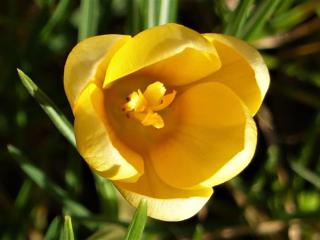  The First Crocus in the Garden by susiemc