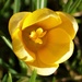  The First Crocus in the Garden by susiemc