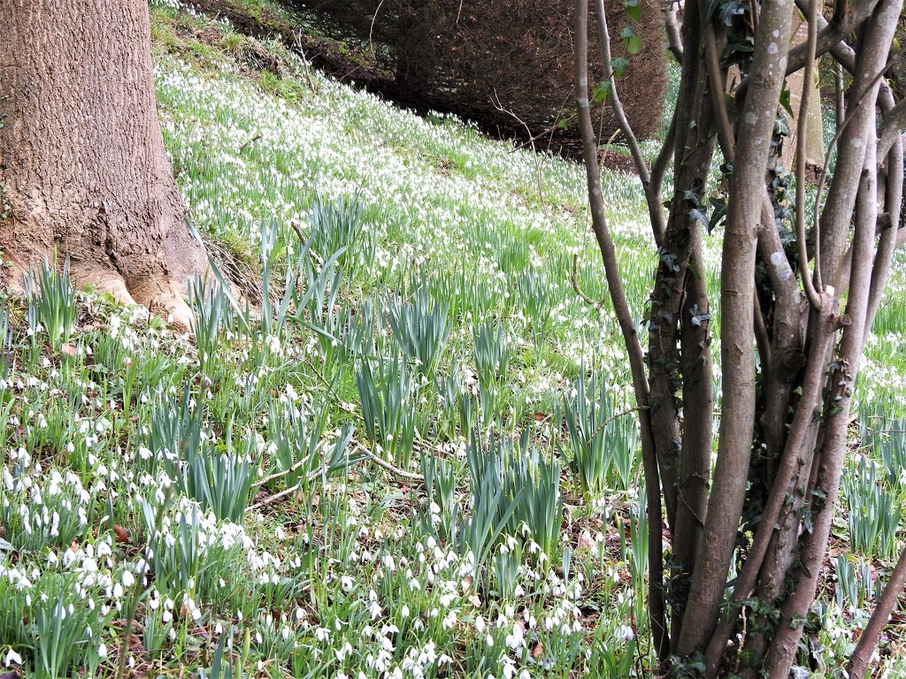 Snowdrops at The Weir Garden  by susiemc