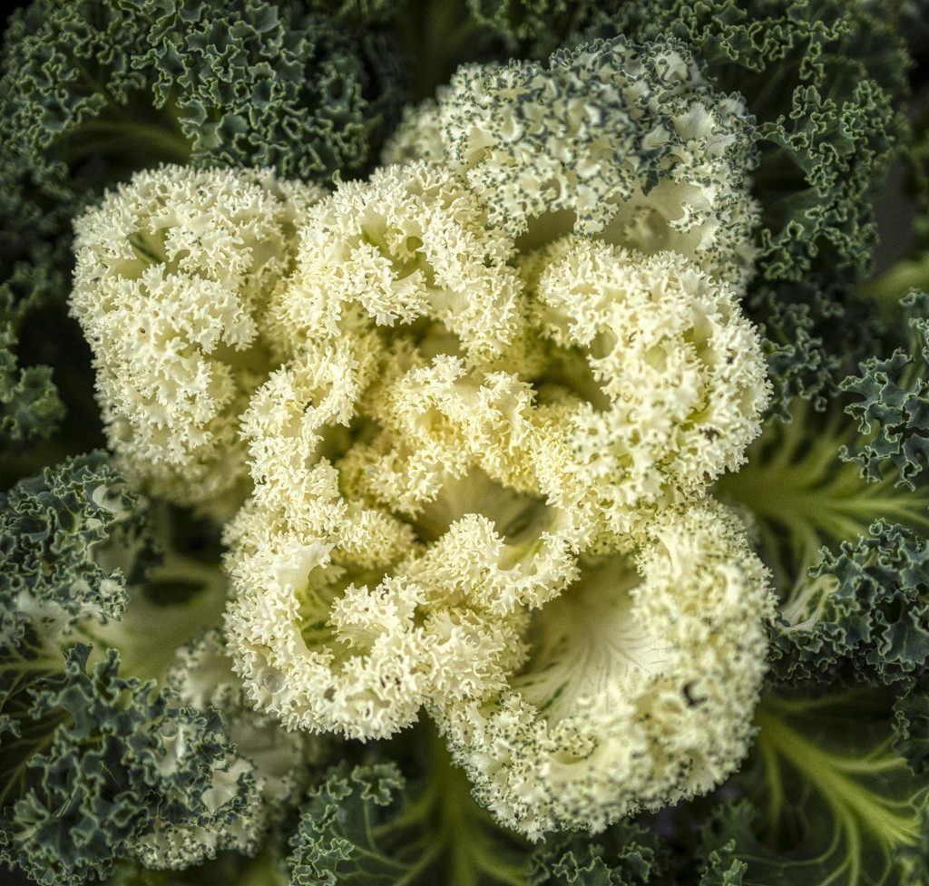 Ornamental Kale by kvphoto