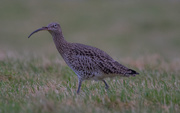 27th Jan 2020 - Curlew
