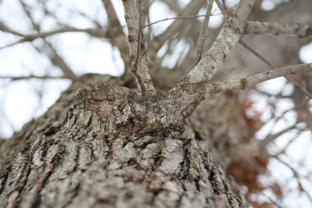 oak... by earthbeone