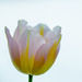Two-color tulip by elisasaeter