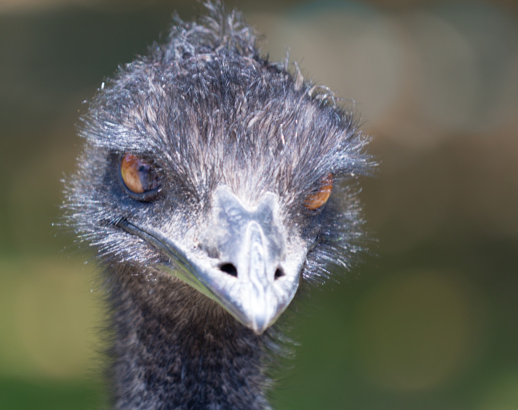 Emu up and close by creative_shots