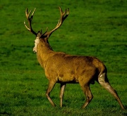 27th Jan 2020 - Local Stag.