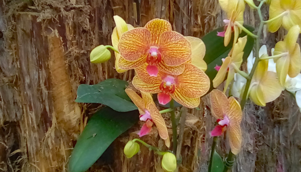 Orchid 8 by larrysphotos