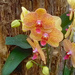 Orchid 8 by larrysphotos
