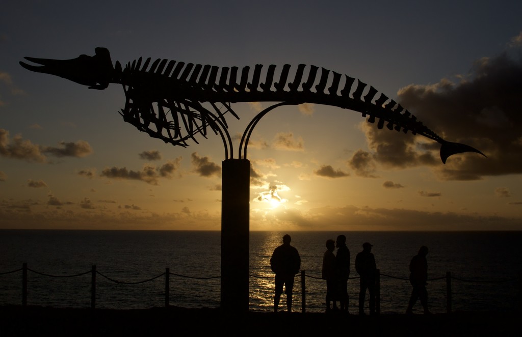 Whale sunset by jqf