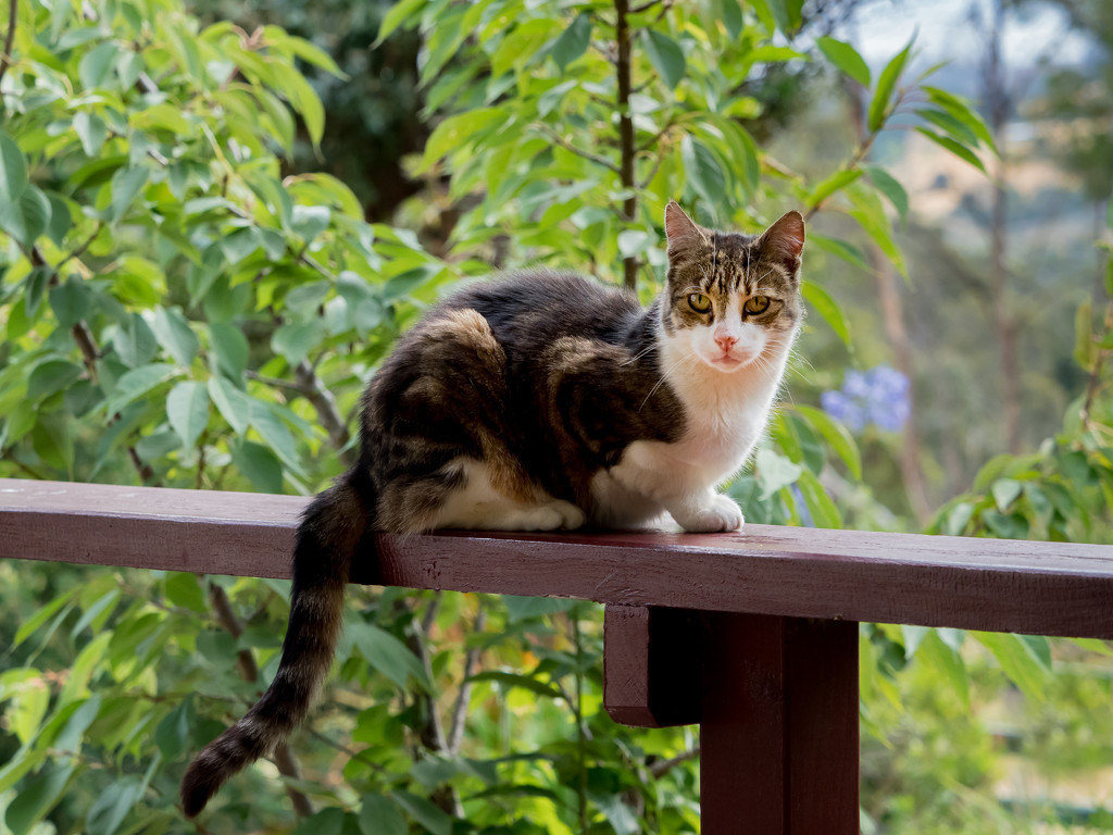 Cat on the porch by gosia