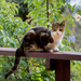 Cat on the porch by gosia