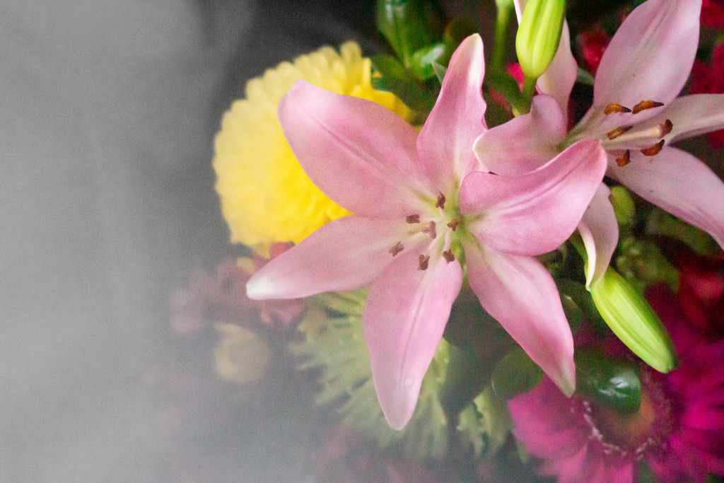 Flowers Through Sheers by tina_mac
