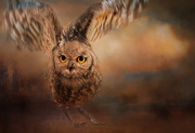 28th Jan 2020 - Spotted Eagle Owl 