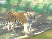 27th Jan 2020 - Amur Tiger