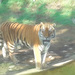 Amur Tiger by lstasel