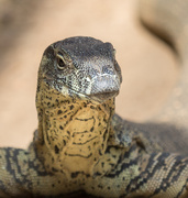 10th Sep 2019 - Lace Monitor sititng in the sun