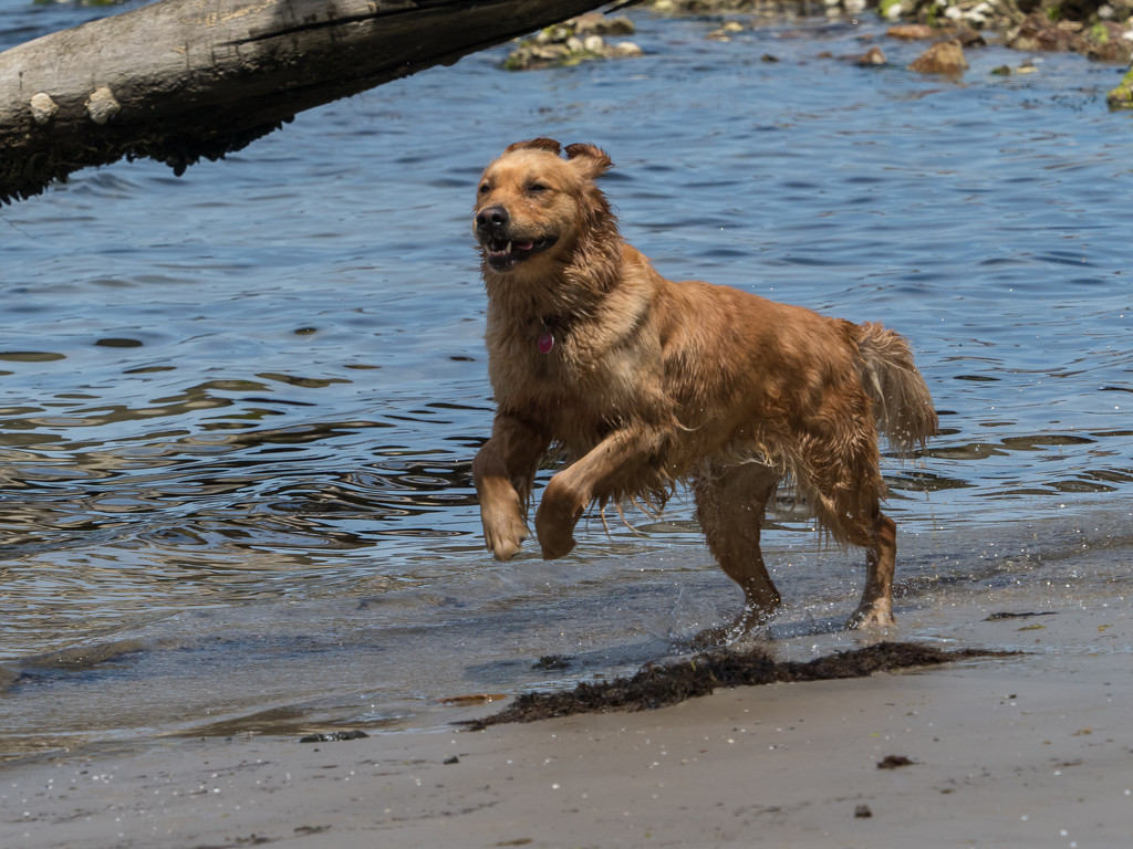 Happy dog on the beach by gosia