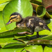 Ducking by gosia
