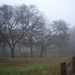 A foggy morning by louannwarren