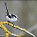 Long tailed tit on my walk this morning by rosiekind