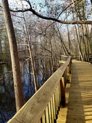 27th Jan 2020 - I love a good boardwalk...