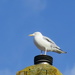 Herring Gull On Chimney Pot by davemockford