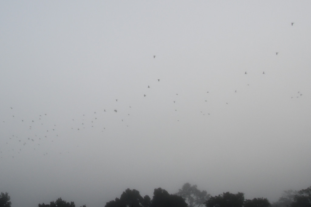 In a fog by danette