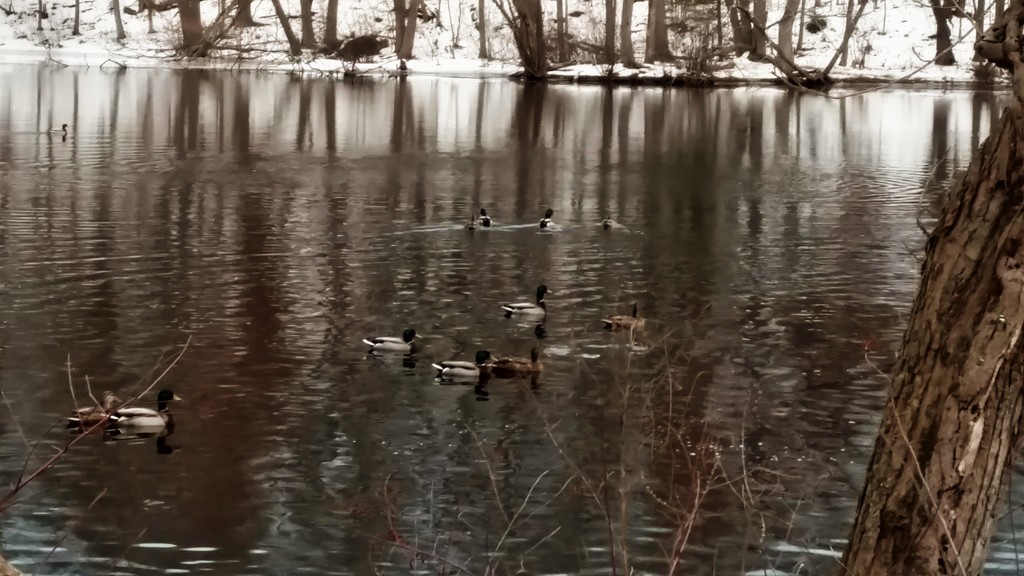 Ducks making their way by dianezelia