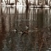 Ducks making their way by dianezelia