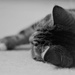 Lodger Cat by 30pics4jackiesdiamond