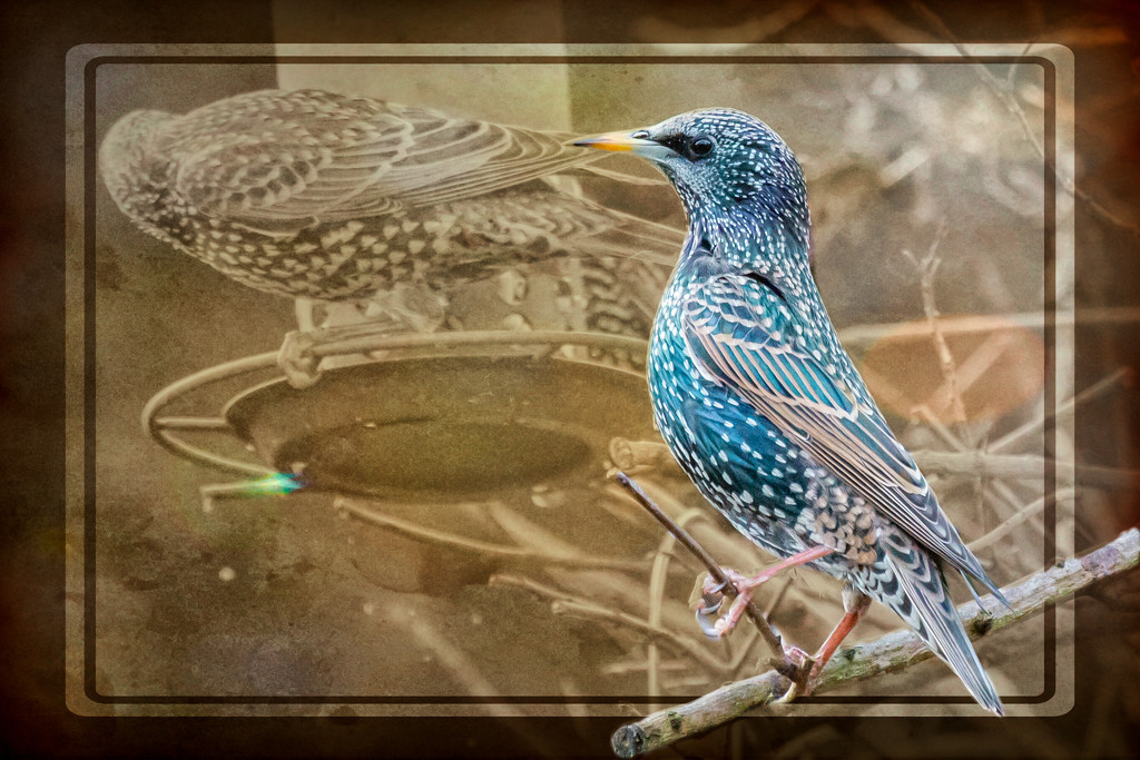 Starling by pamknowler