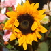 Sunflower by jb030958