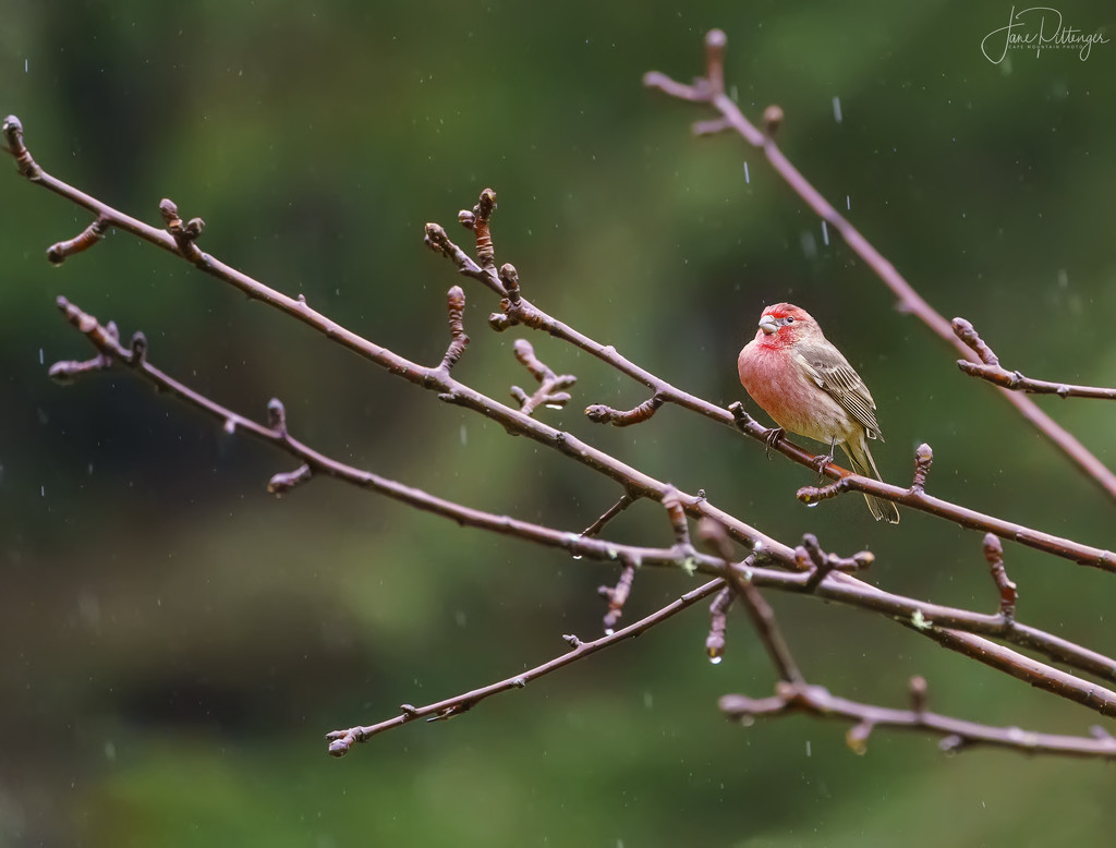 House Finch Sitting In the Rain by jgpittenger