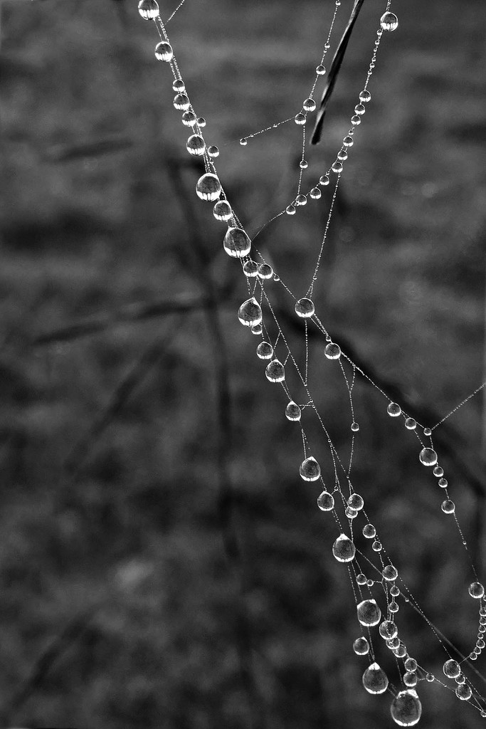 Dewdrops in the Fog by milaniet