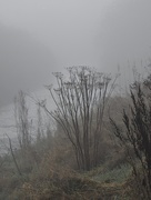 24th Jan 2020 - Misty River