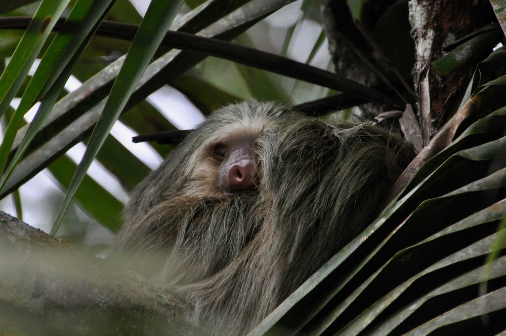 Two-Toed Sloth by frantackaberry