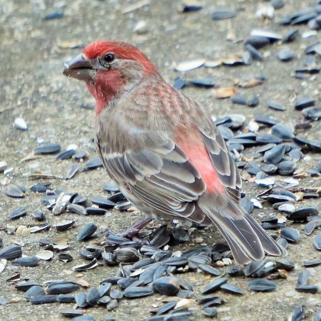 The male House Finch by tunia