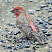 28th Jan 2020 - The male House Finch