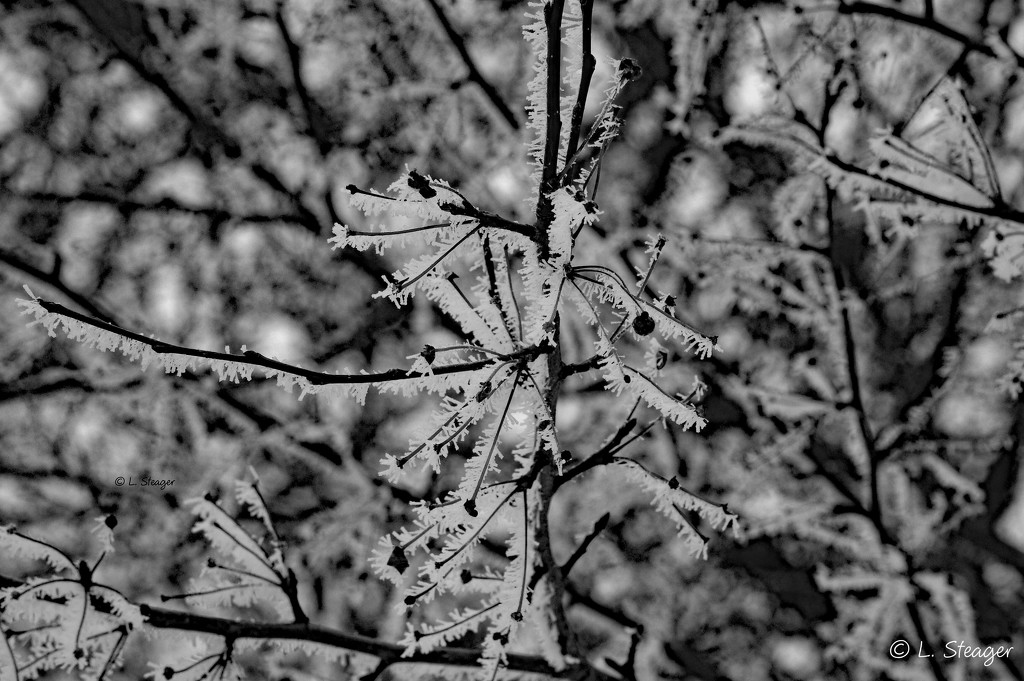 Ice crystals from the fog B&W by larrysphotos